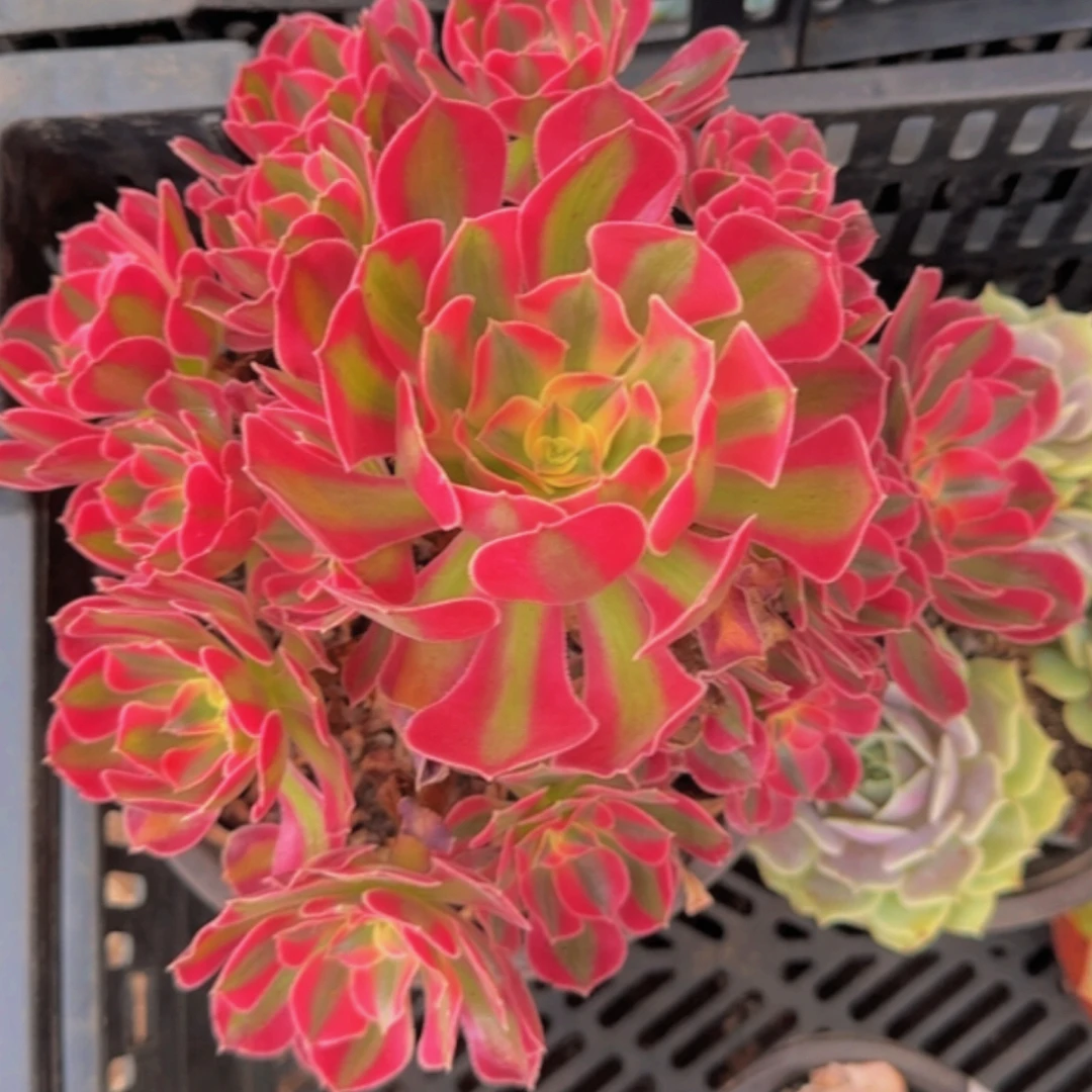 多肉植物红女巫手捧花（绿植.花卉.盆栽.精品多肉  花花草草