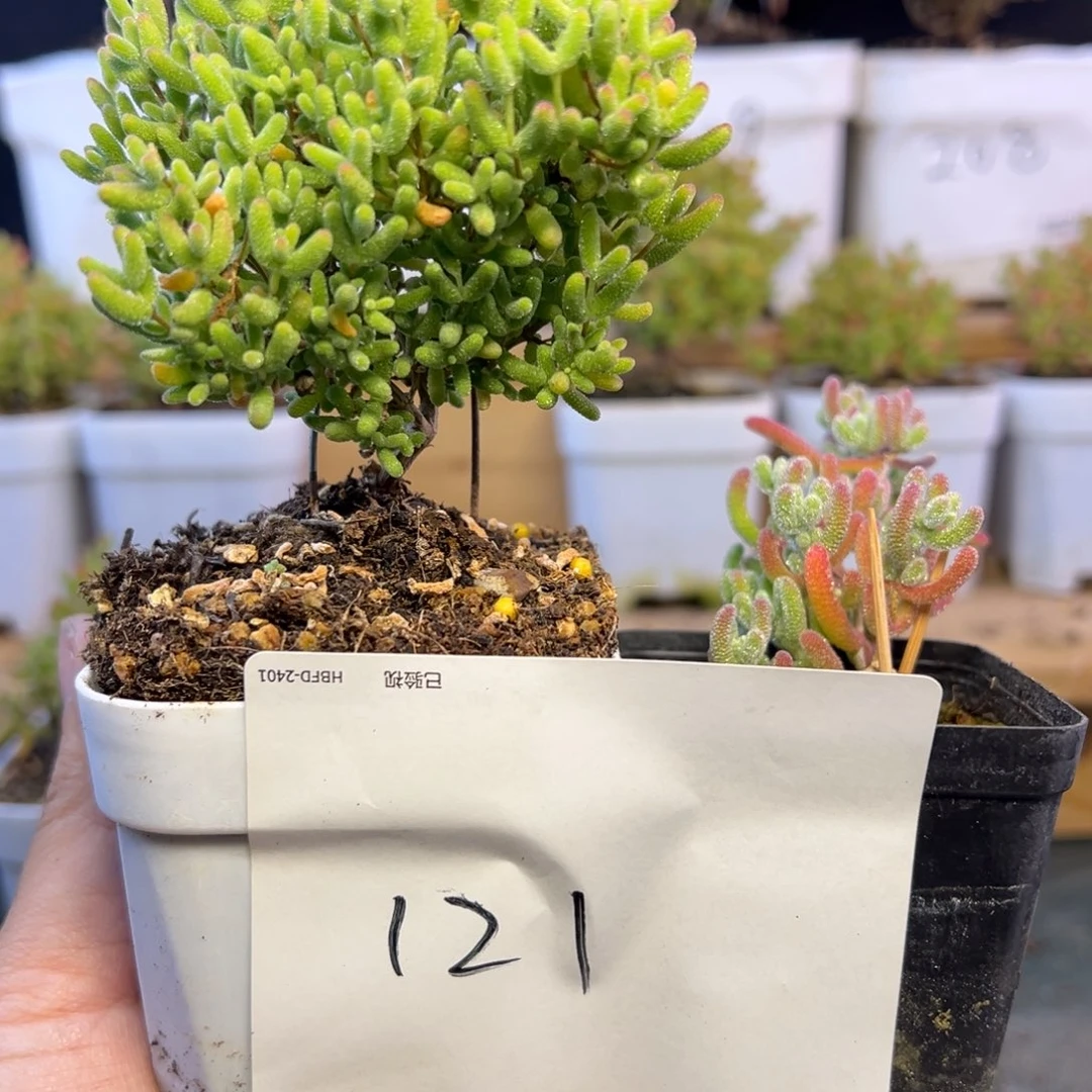 蜜橘冰晶组合121➕小惊喜