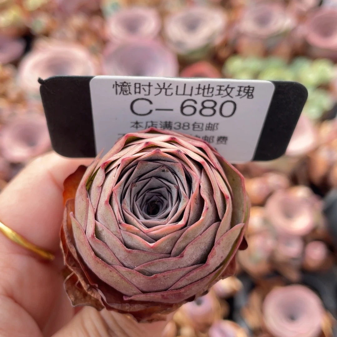 山地玫瑰C680裸根发货断枝不包损不售后