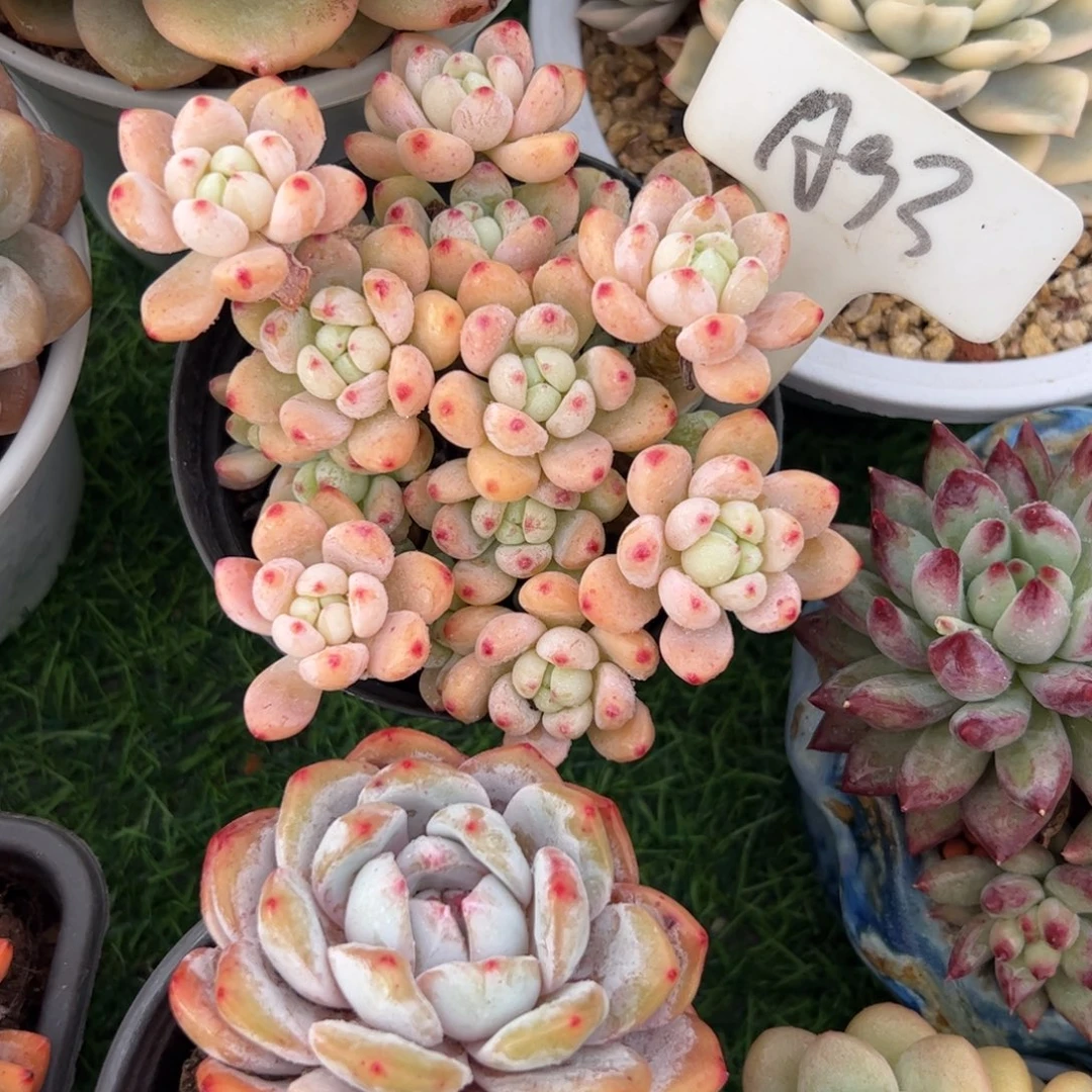 樱花罗琦多肉植物