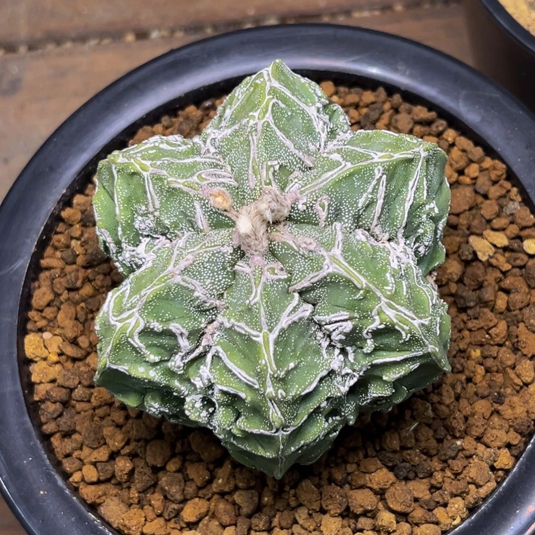 核桃Zzzzzzzzzzzzzzz