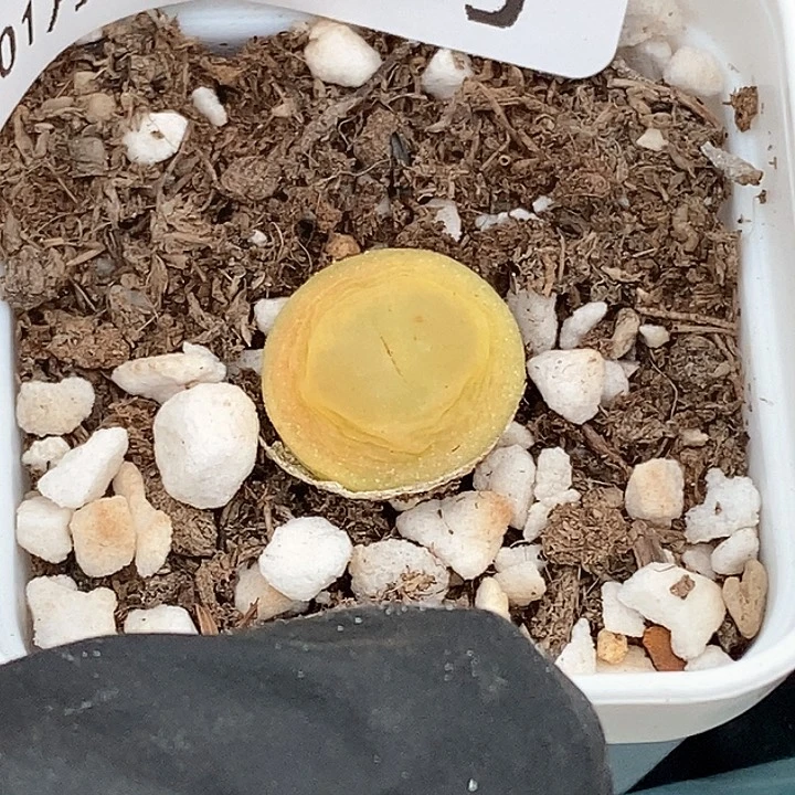 桃喜花园0131-3拉登新年福利