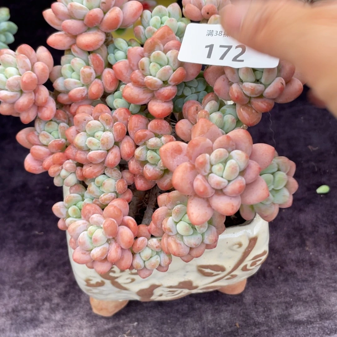 不***°172鱼子酱群生多肉植物一物一拍