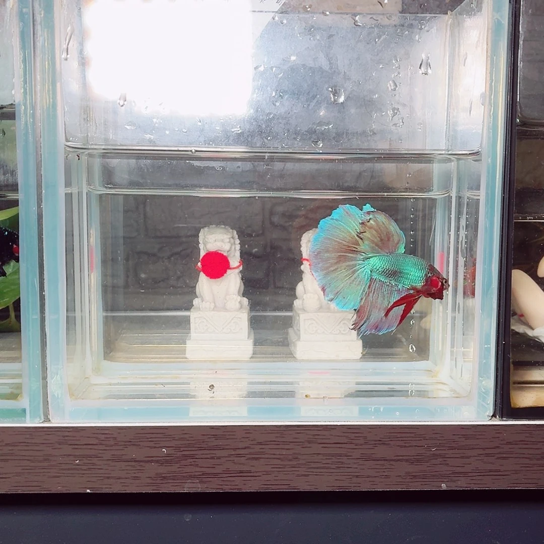 斗鱼彩金电摇半月