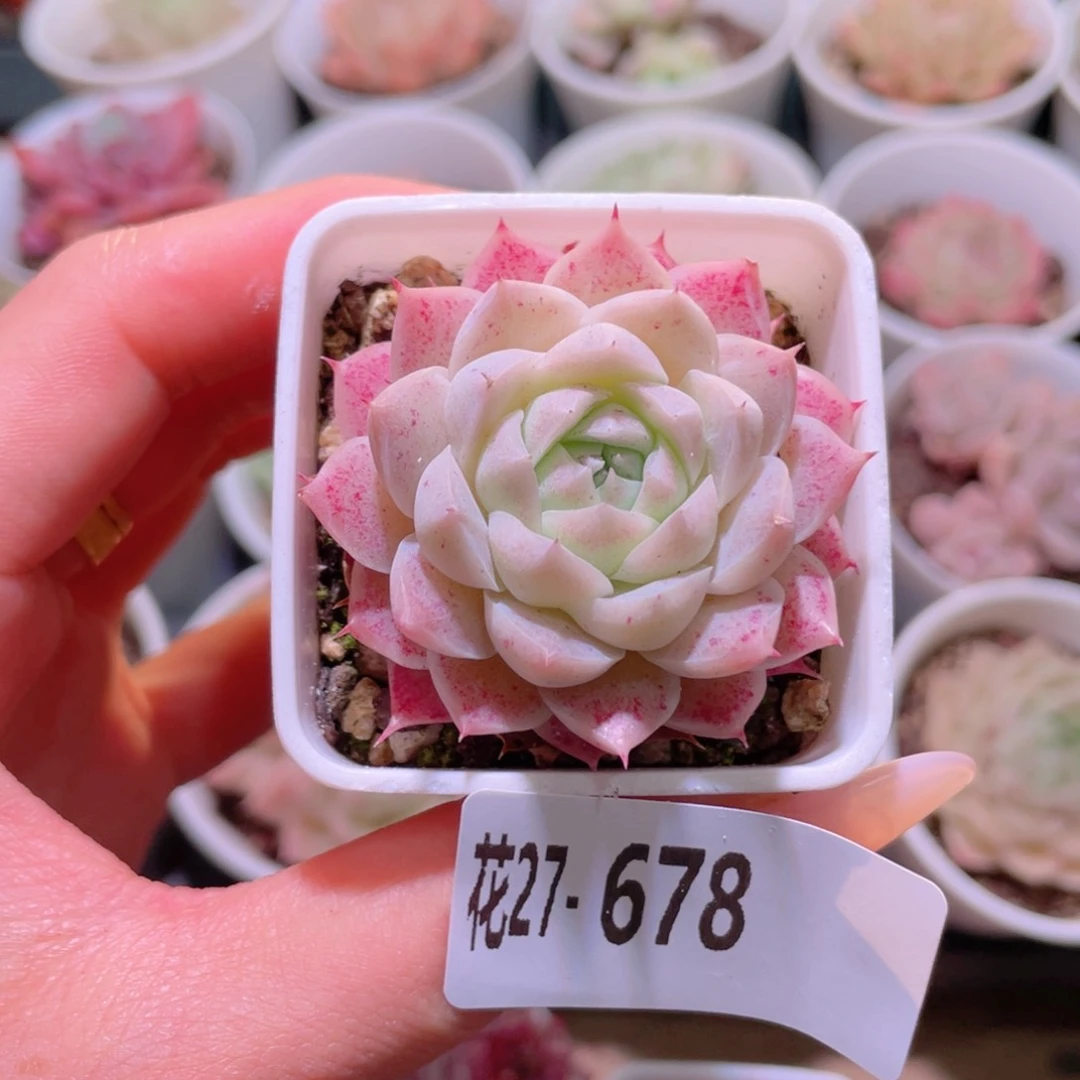 花利美27-678美瞳