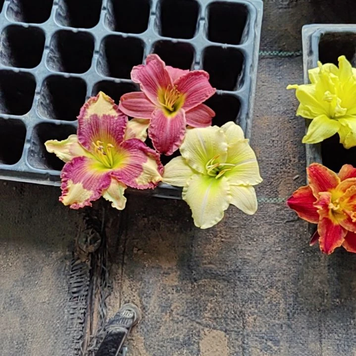完全开放花布条石榴贝壳