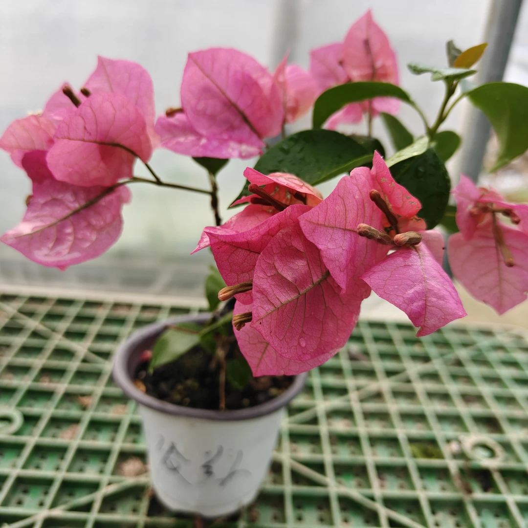 超新品三角梅 中发美人