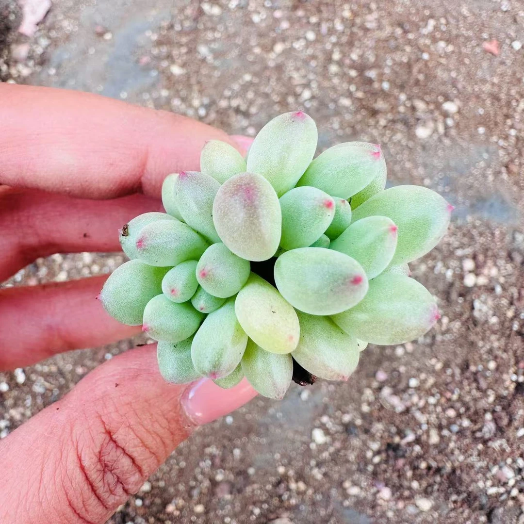 豆精灵多肉 拍一发五  精品多肉（以直播间展示为准）