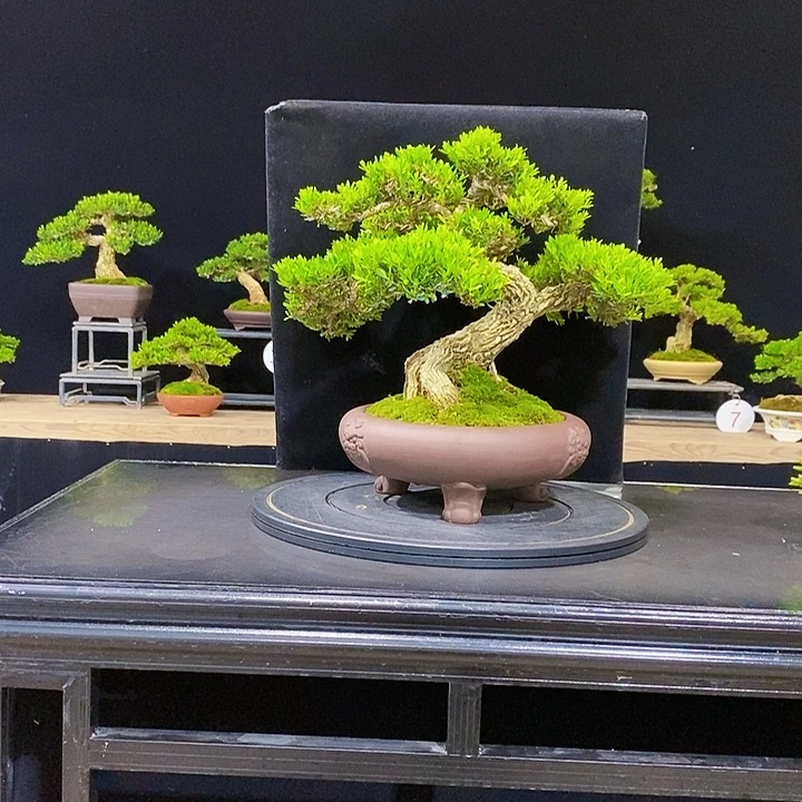 无花朵黄杨盆景四季常青不落叶