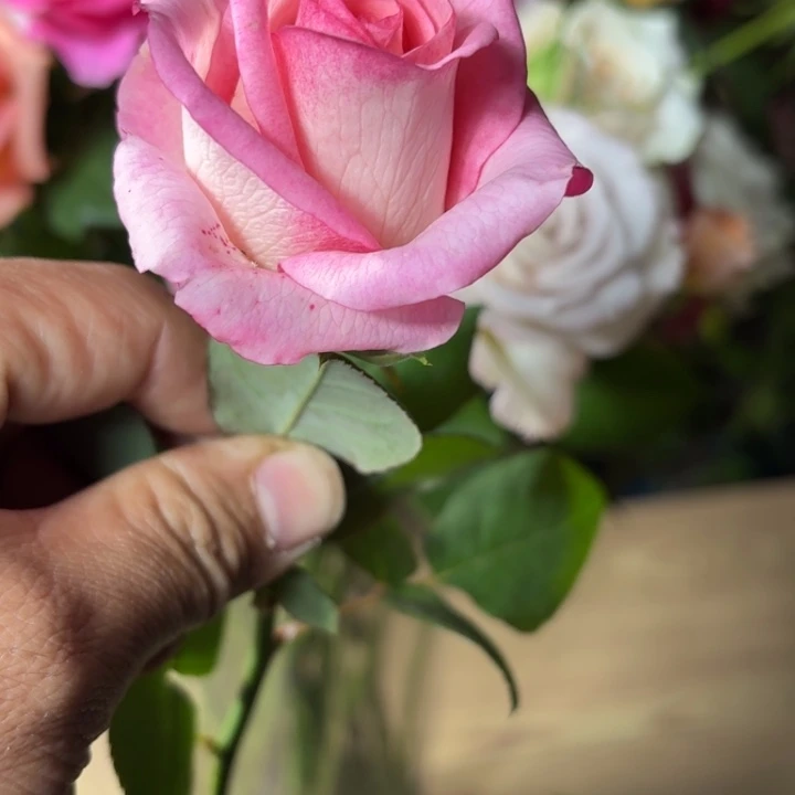 无花朵秋日私语小苗