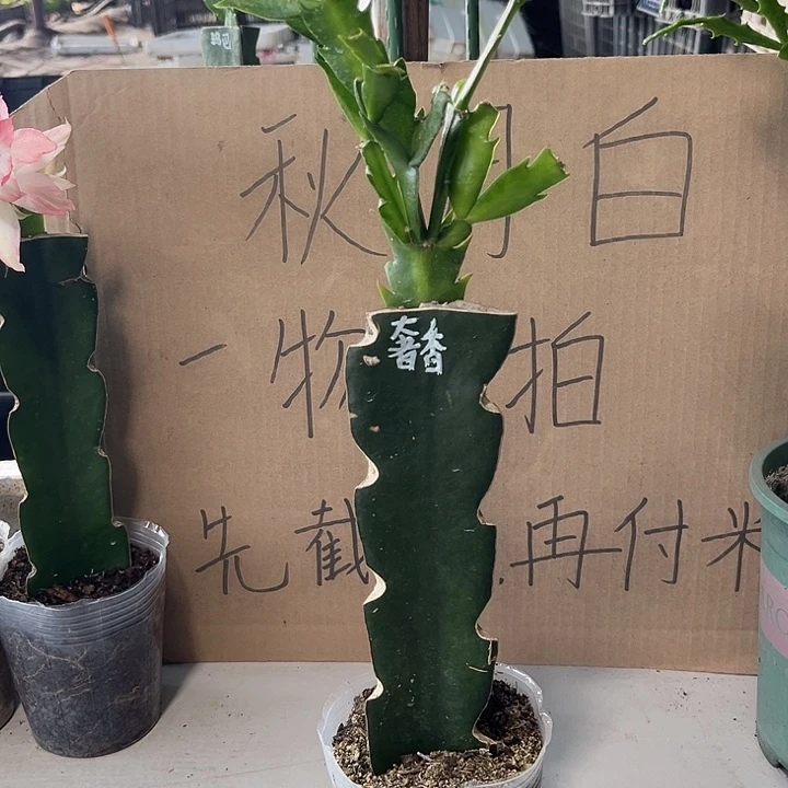 傲***绪当前无花朵，栽培后可花朵奢香夫人25元