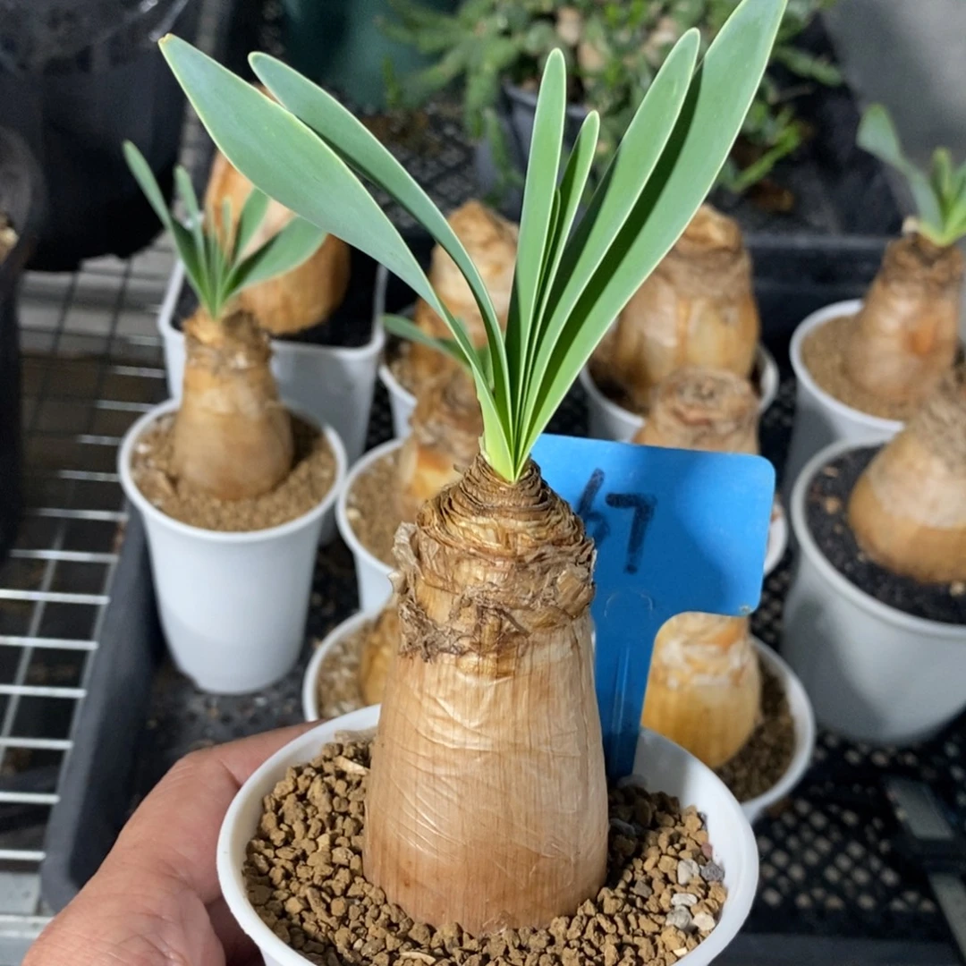 巨凤之卵多肉植物
