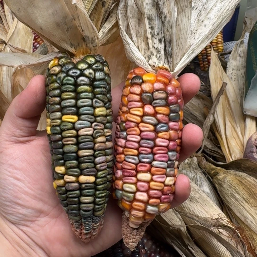 柏香籽/百香籽吊坠佩**姐