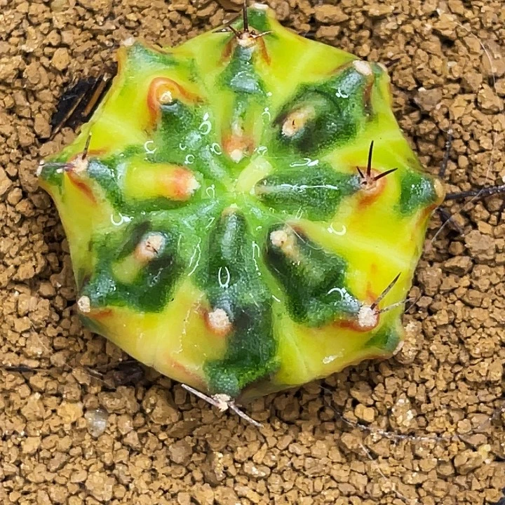 mandala侧芽 一物一拍