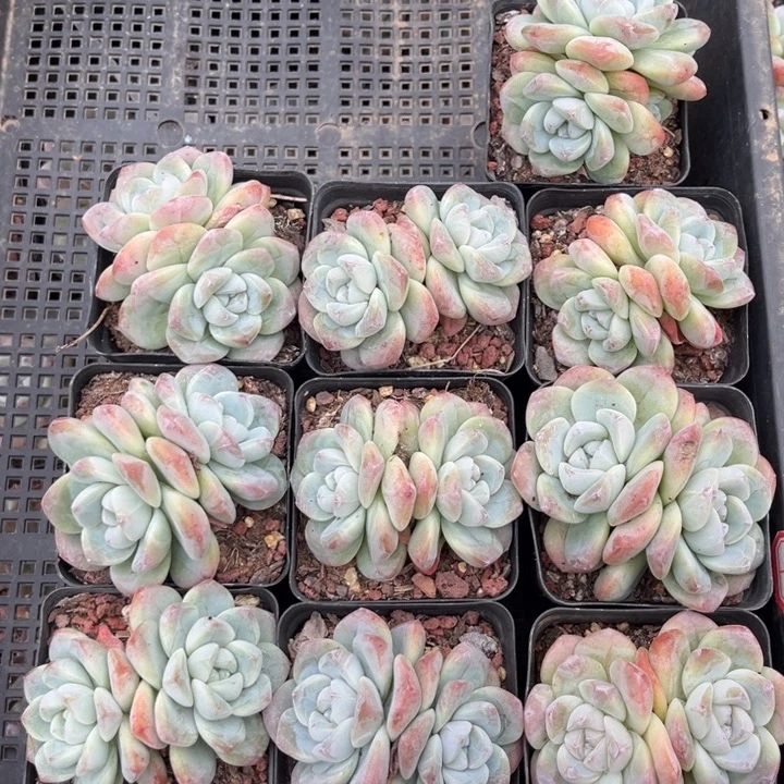 三***3冰玉多肉七方盆一组10个