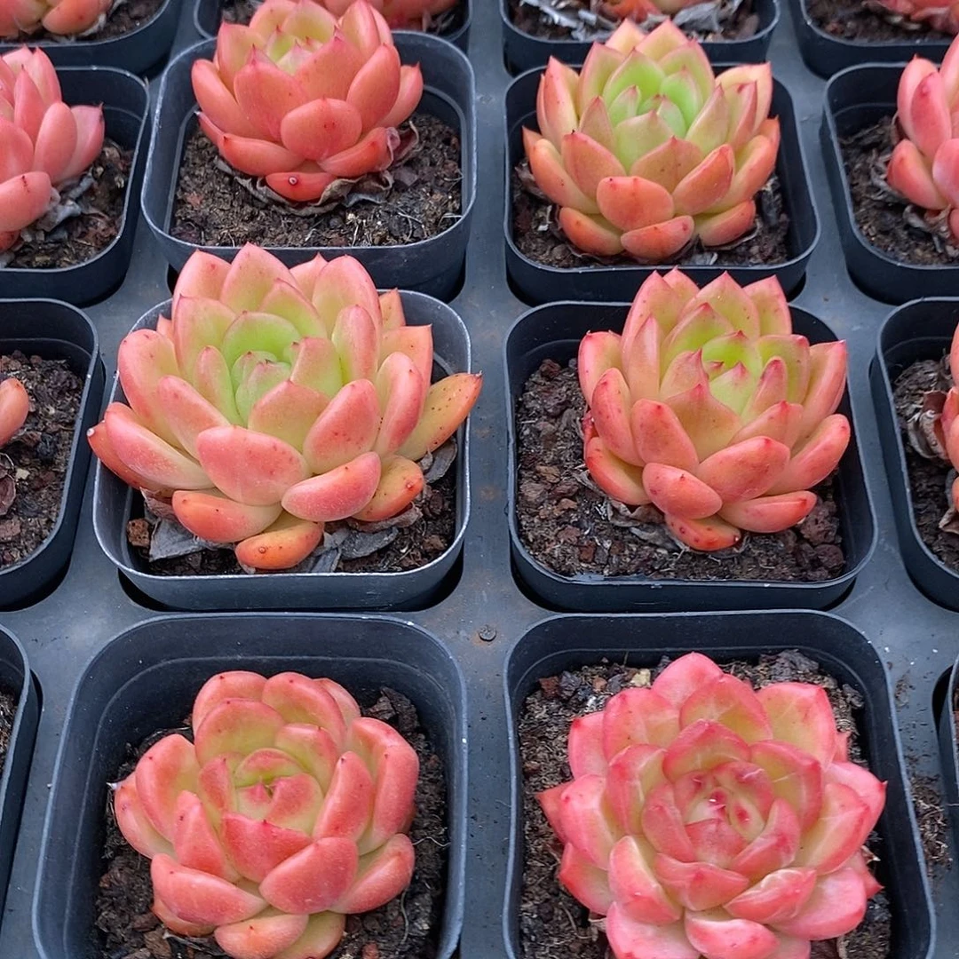 金汇园艺，49油桃单头