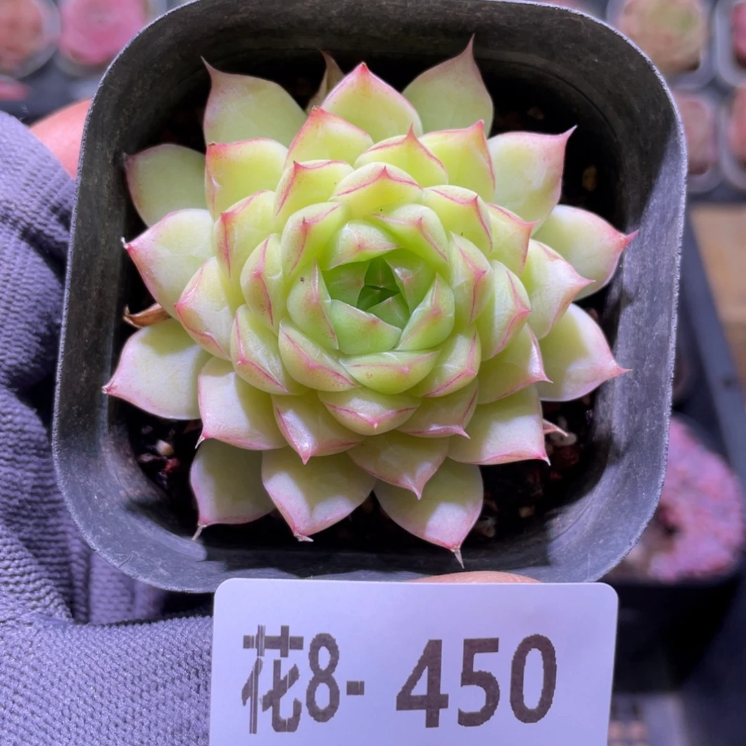 花利美8-450女王