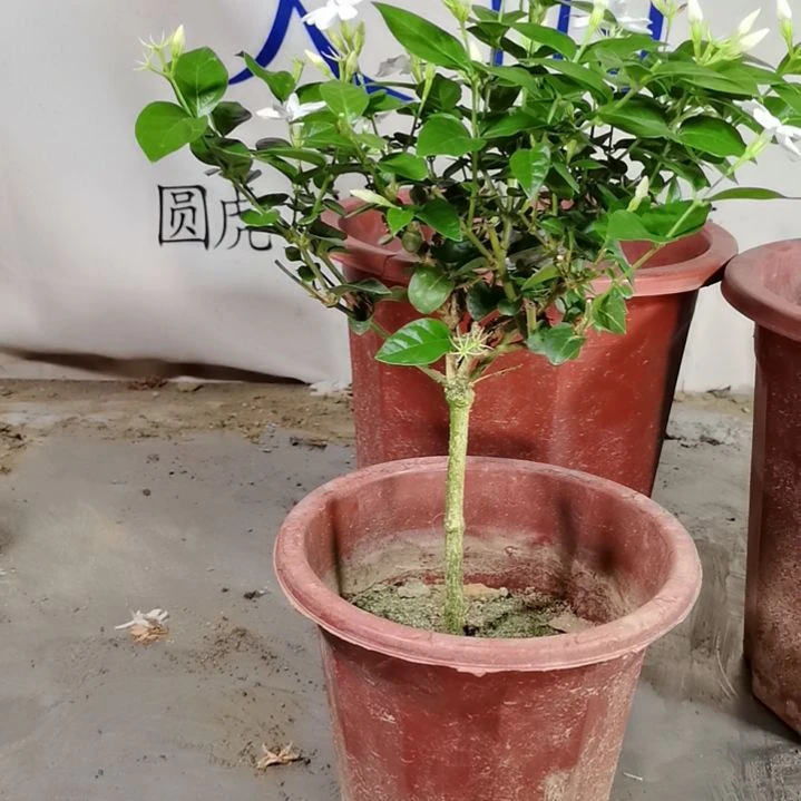 大部分花苞少量开放i*9