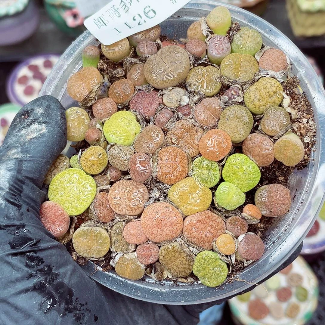 生石花满18包邮1126-189