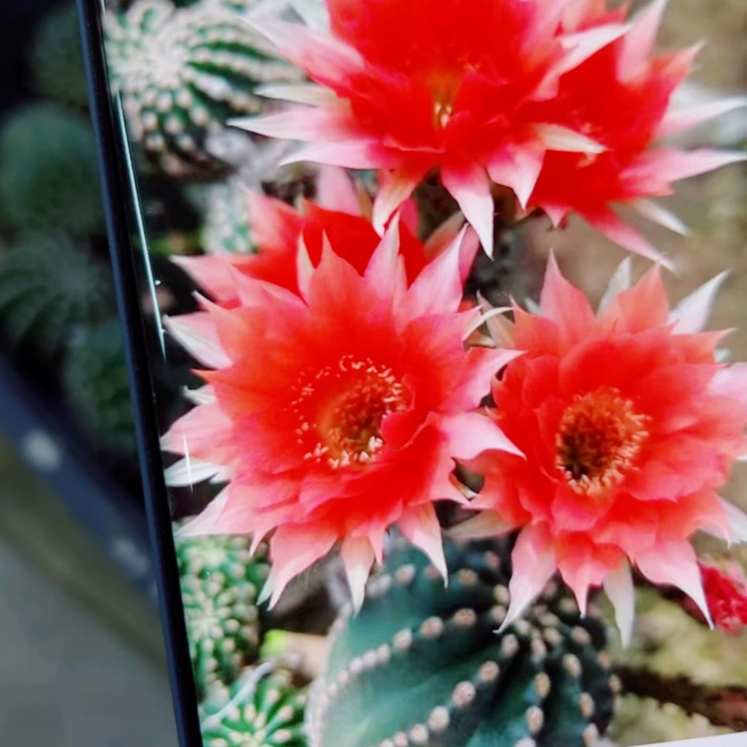 下134金刚2 歪无根侧芽4公分左右20包邮