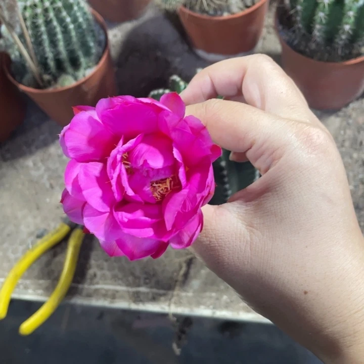 婉***清实生彩草摘花脱土