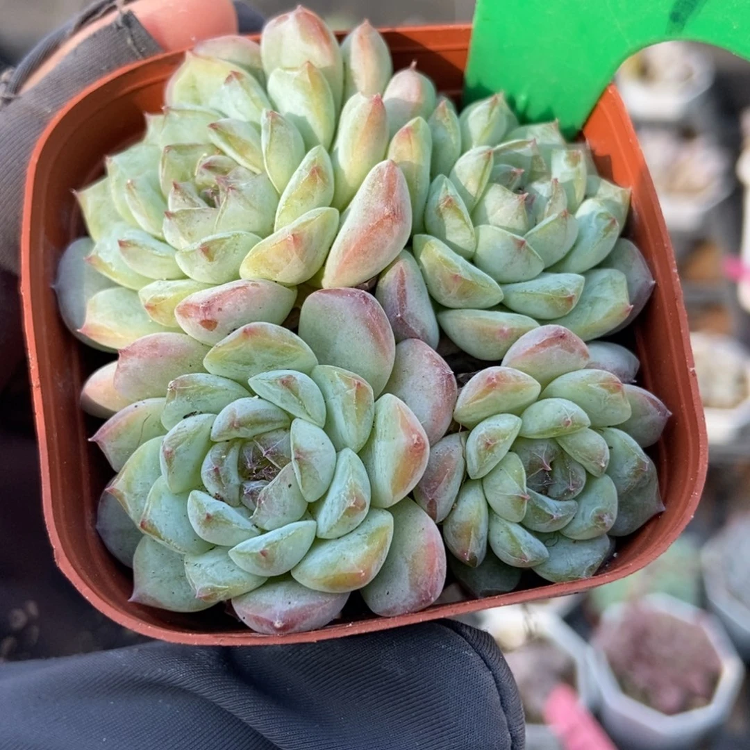 781雪颜冰魄多肉植物多肉