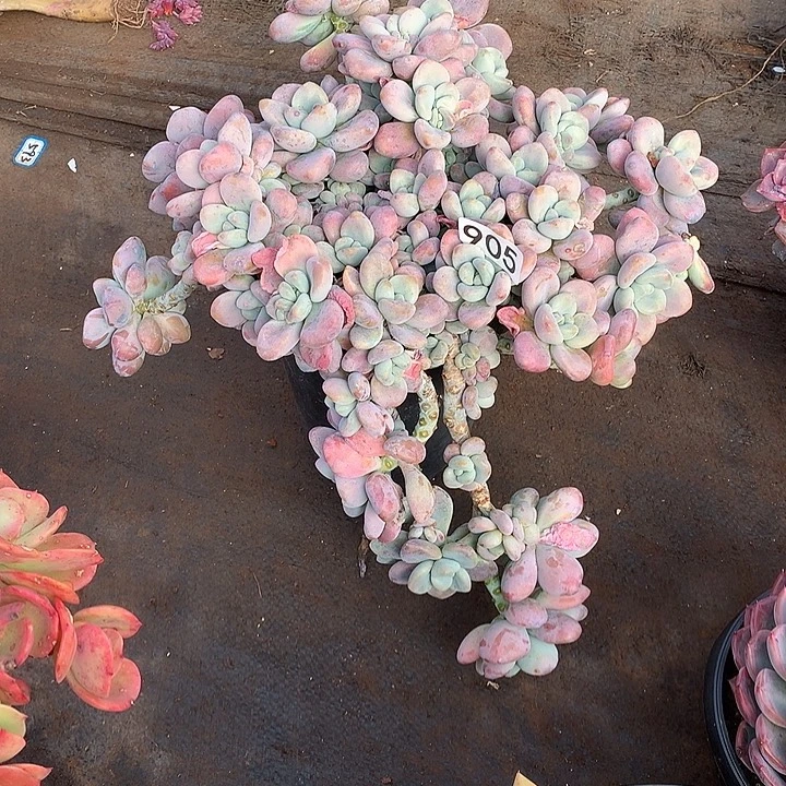 905洛神 一物一拍多肉