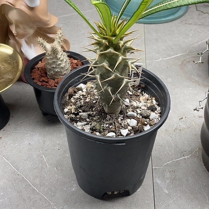 安博棒槌实生带盆发