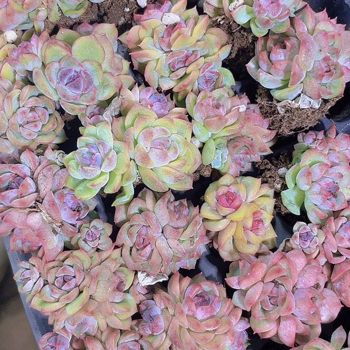 蓝莓【满10颗包邮】