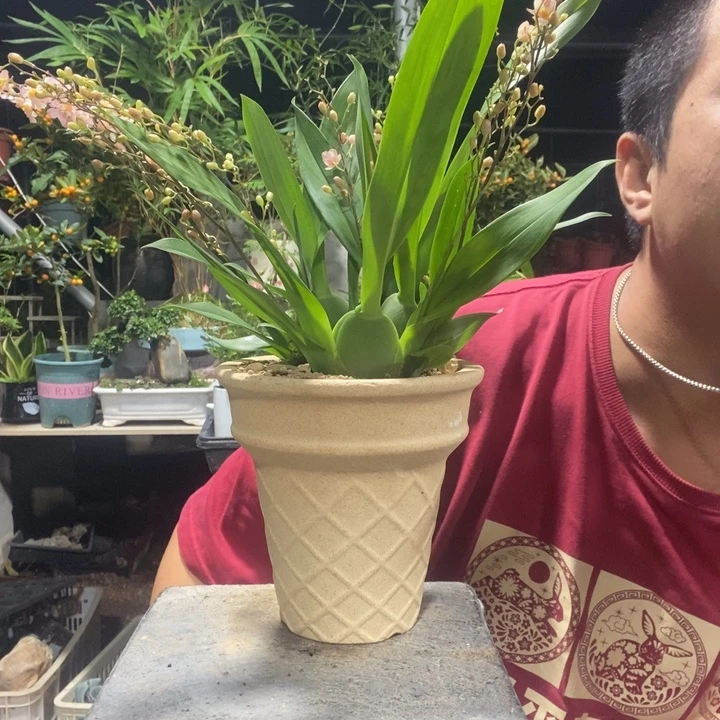 潘***1以实际为准盆景绿植盆栽173