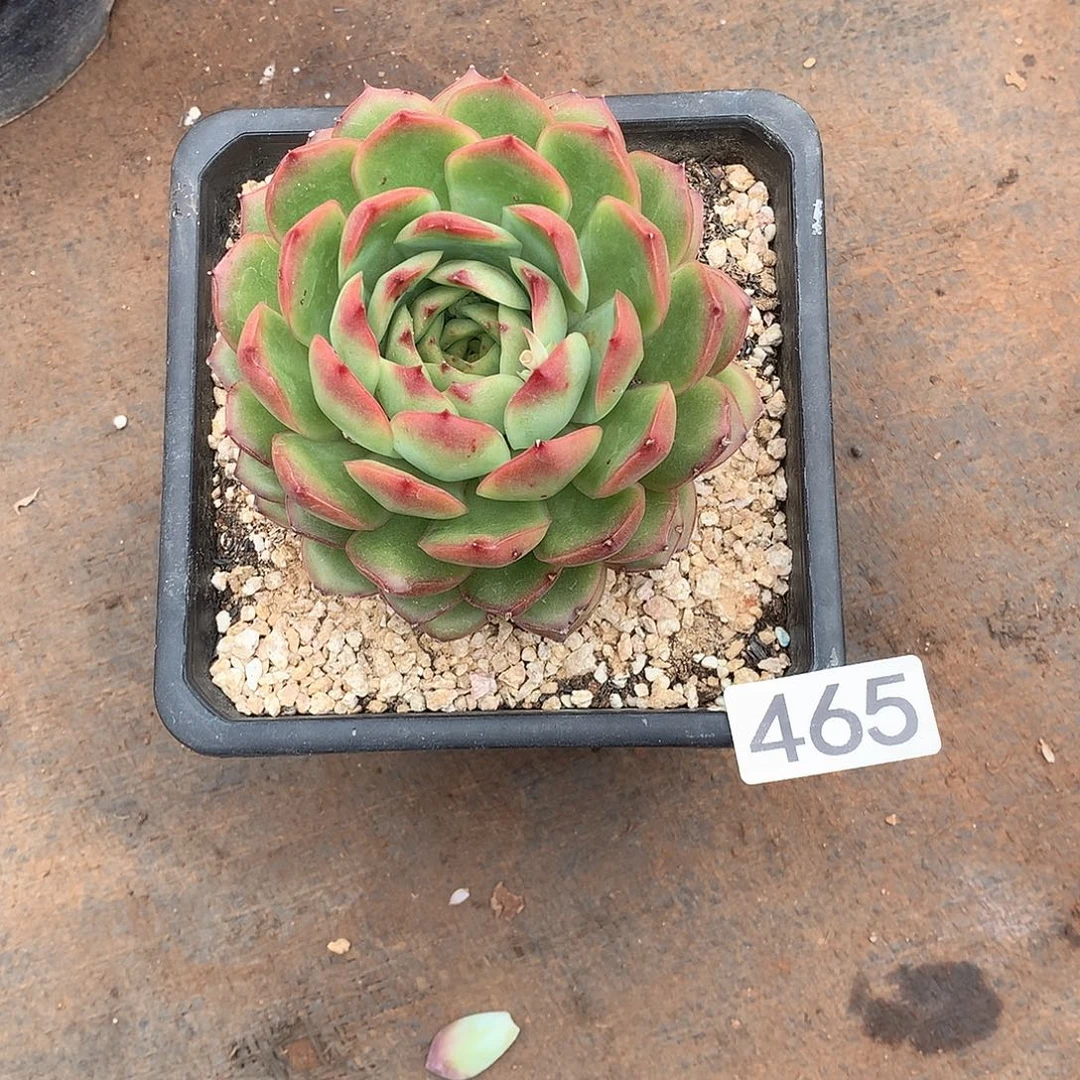 465 一物一拍多肉