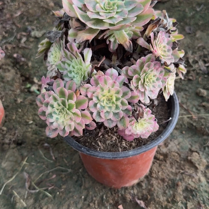 067铜白。多肉植物