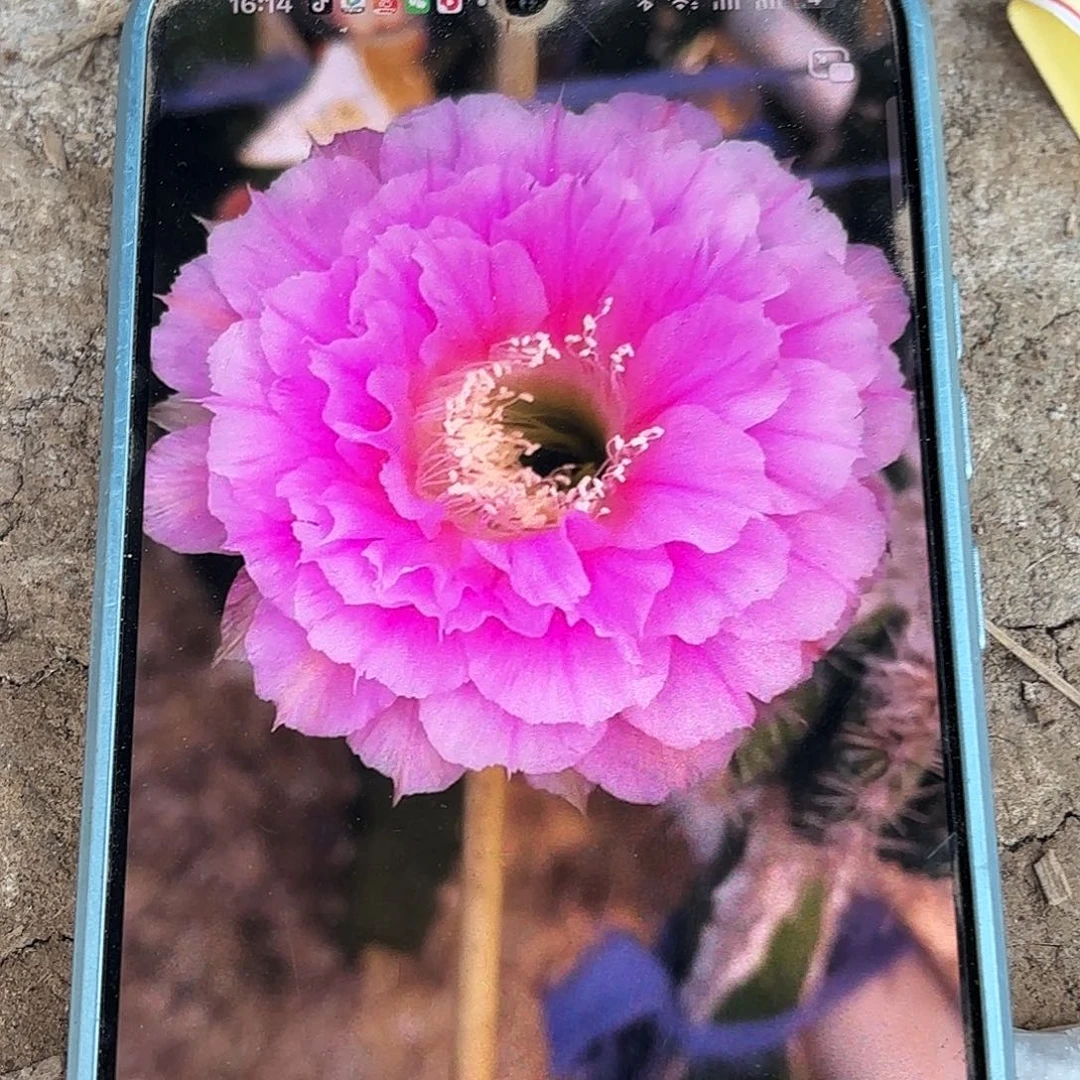 可可可无根侧牙四公分