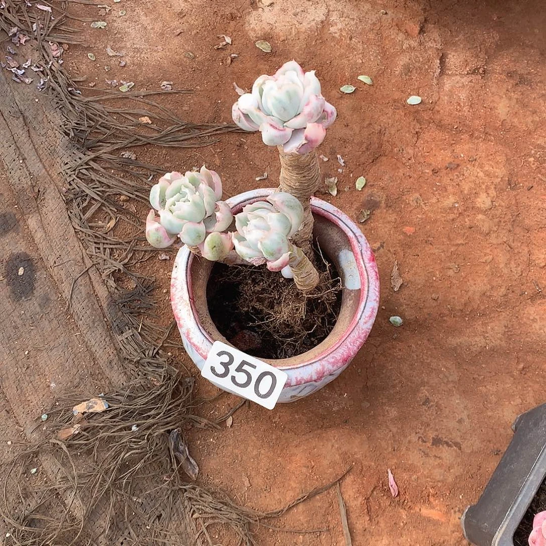 350微瑕一物一拍多肉