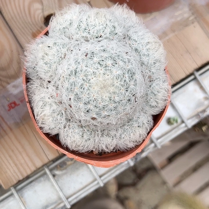 白星仙人球多肉植物精品