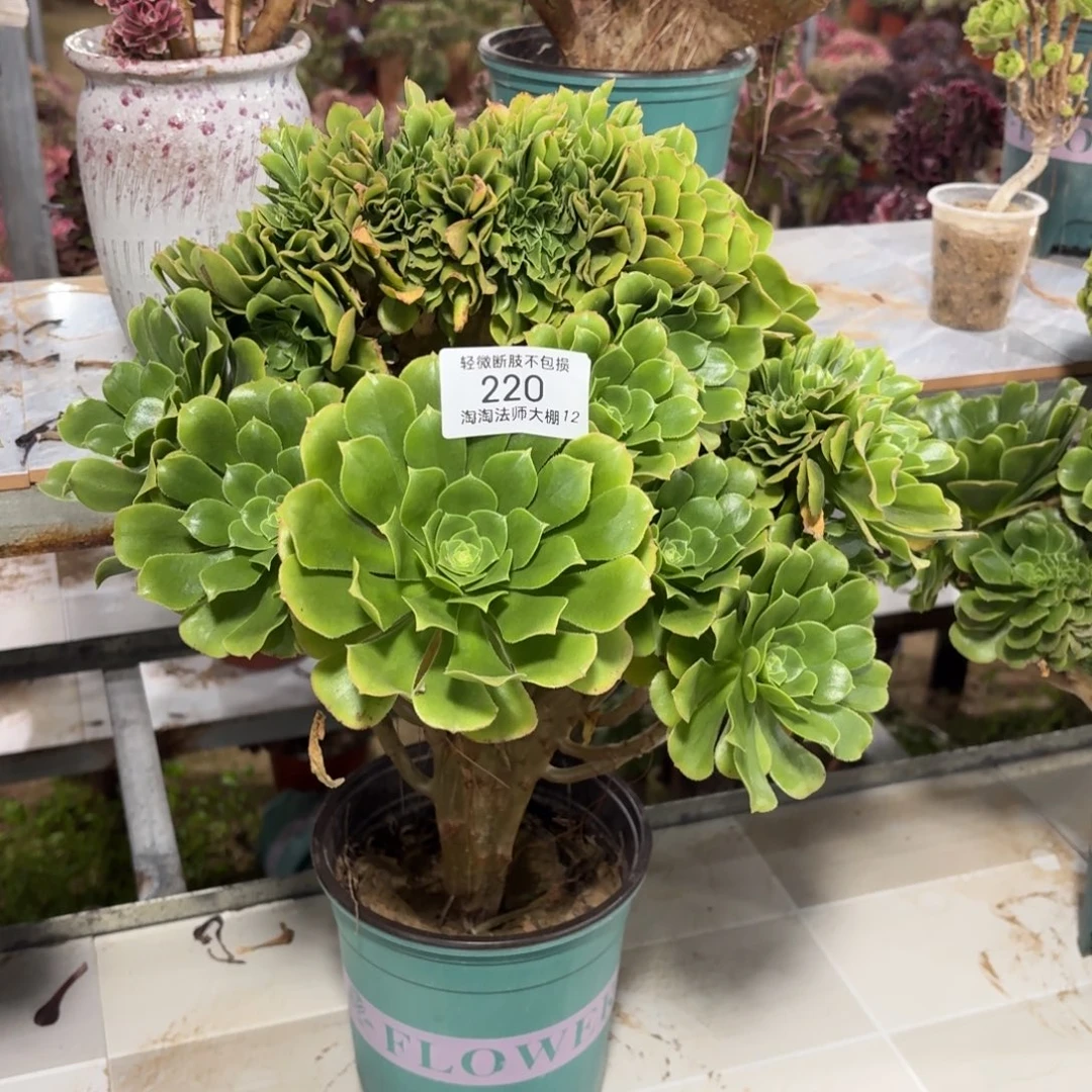 220绿羊绒缀化多肉植物