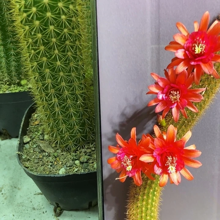 仙人球人鱼金妞自根一个