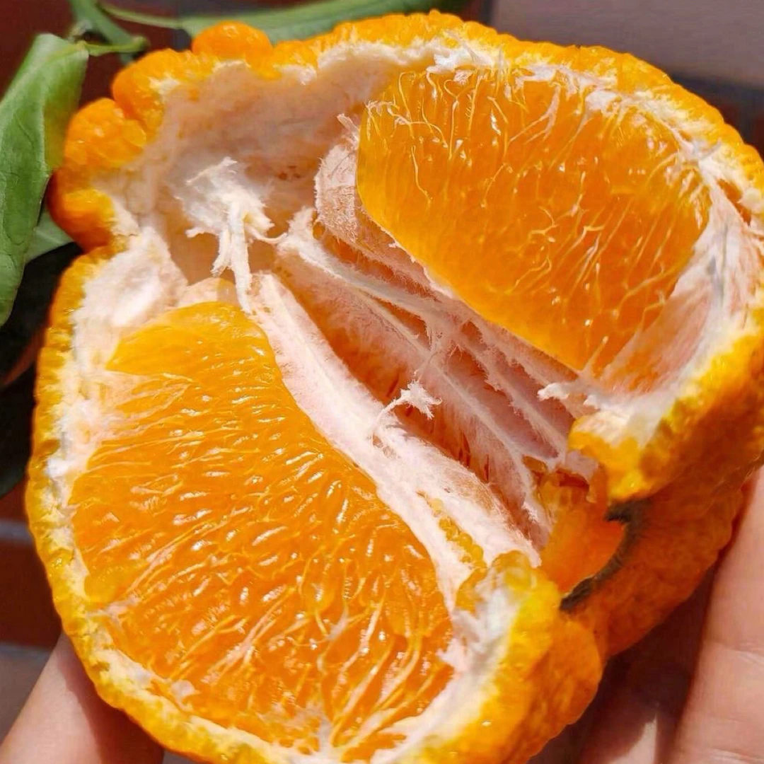 【整果】四川 丑橘 2斤四川省