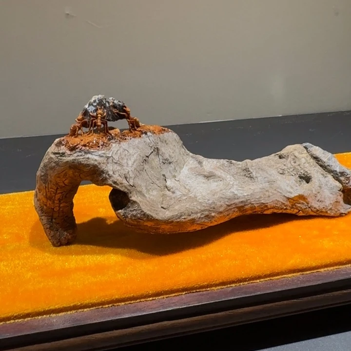 鸡翅木大**舍崖柏阿啊阿