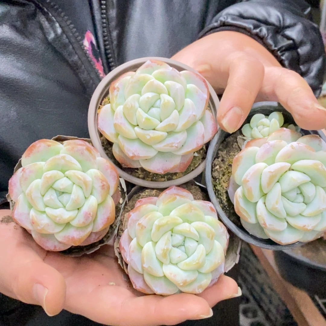 冰玉单头精控小老桩四盆，90杯