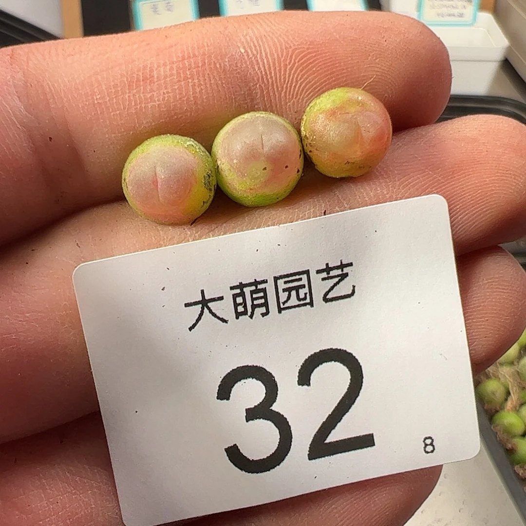 000032 一物一拍……