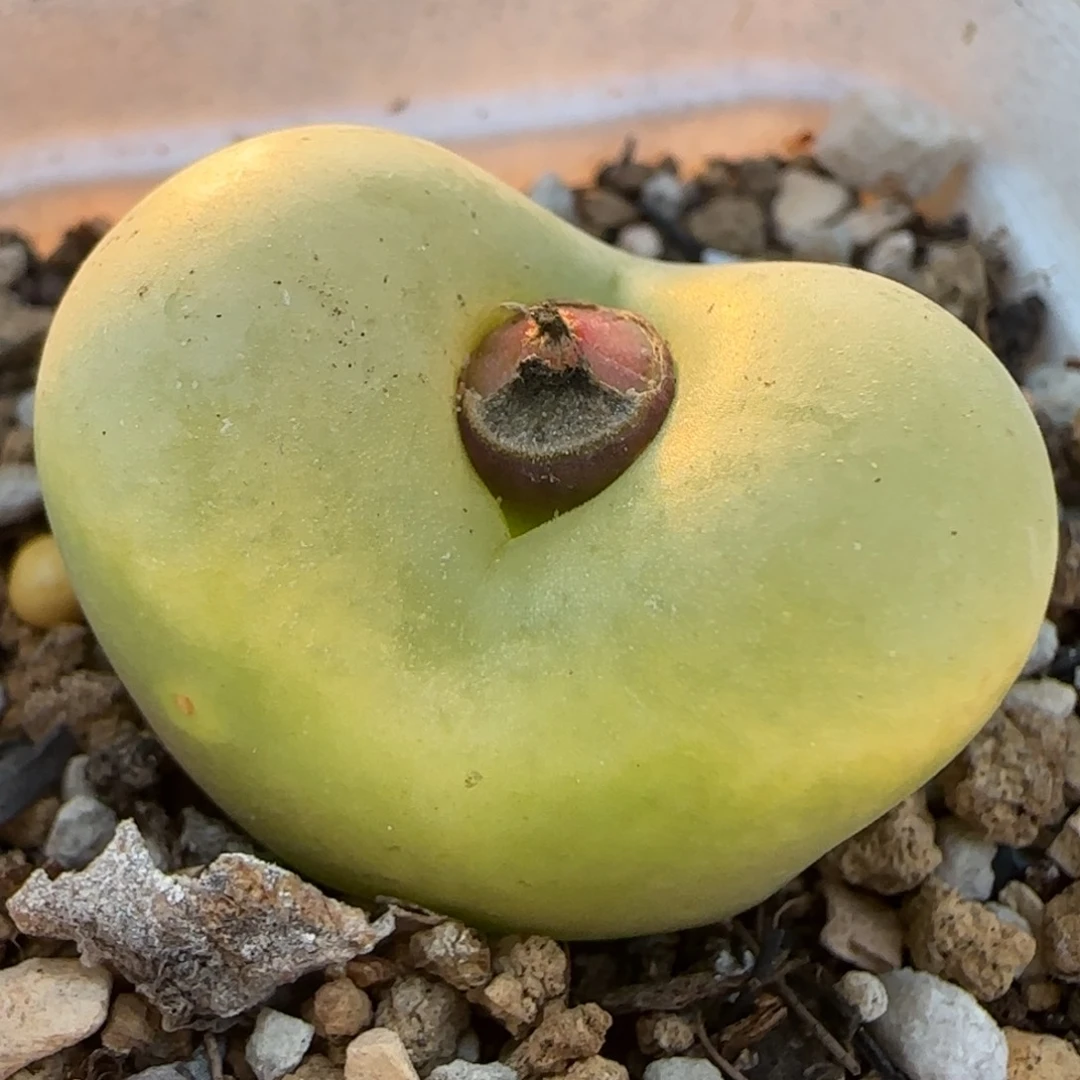 2.7厘米毛多肉植物百科