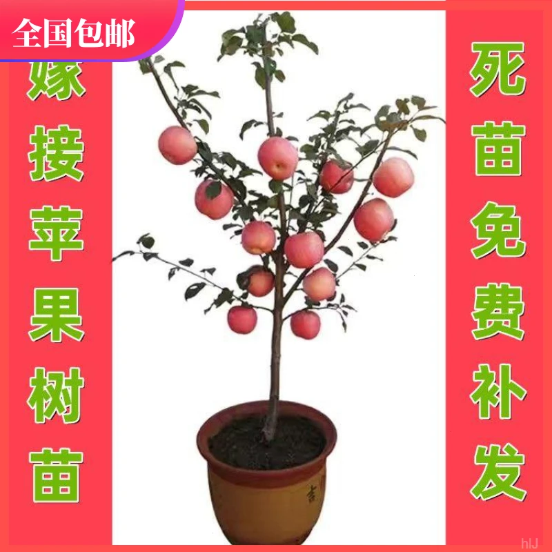 苹果树苗嫁接红富士冰糖心耐寒苹果苗盆栽地栽南北方种植当年结果