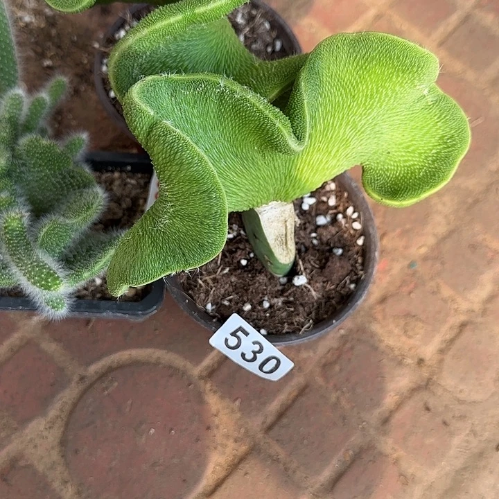 无花朵嫁接青蛇缀530