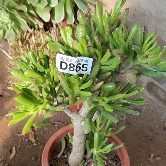 蒲**飞多肉植物一个