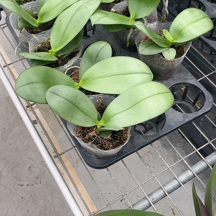 当前无花栽培后可以开花香奈儿3.0苗