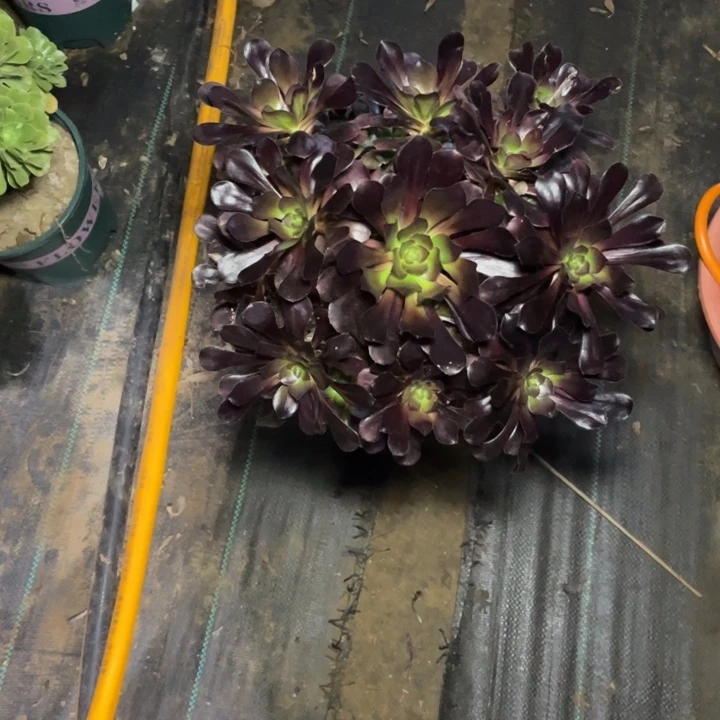 回***涛224圆叶黑法师多肉植物多肉