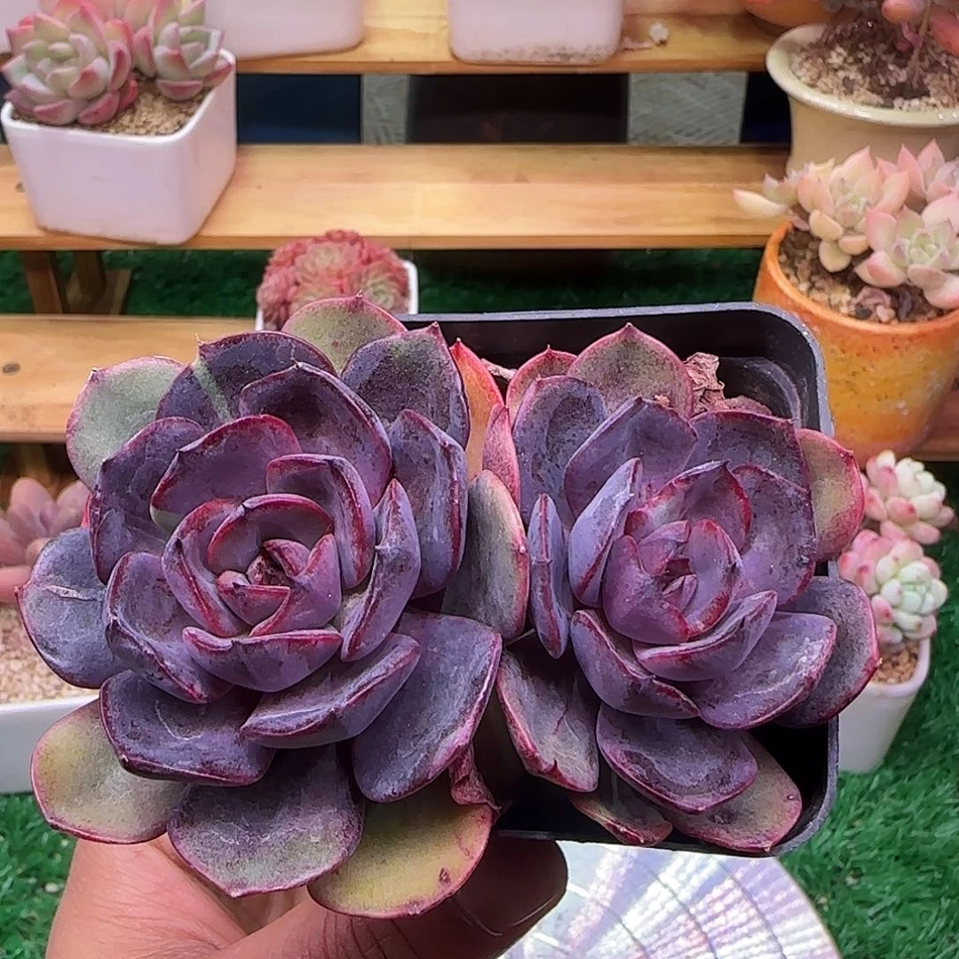 炸***乐黑橙不带盆土发货