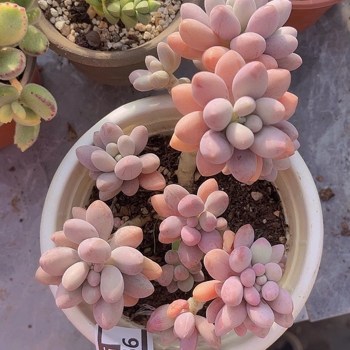 粉恋16166多肉植物