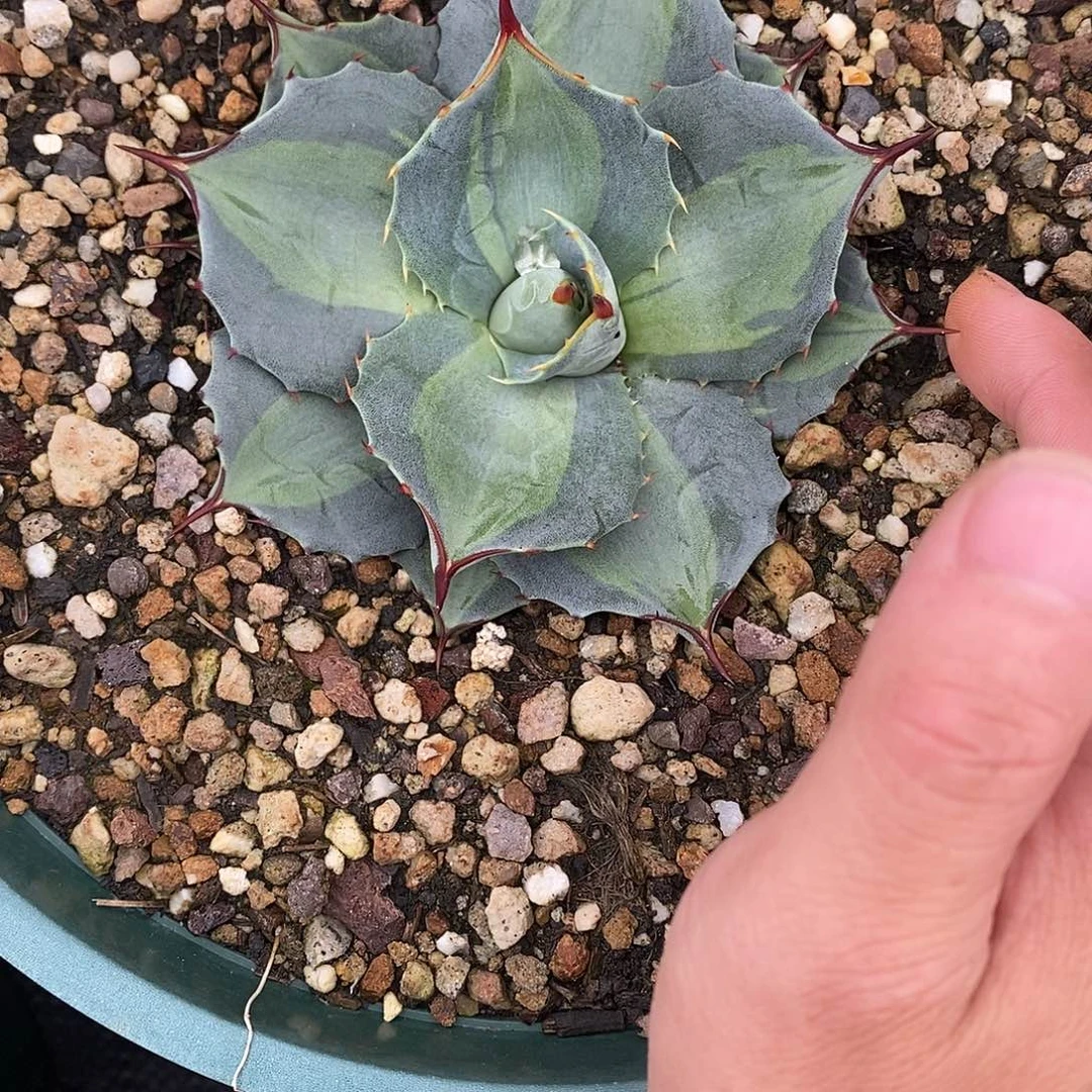多肉植物龙蛇兰植物